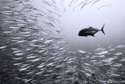 Black jack fishing for lunch by Nadya Kulagina 
